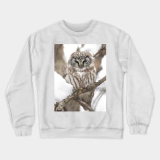 Boreal Owl Crewneck Sweatshirt